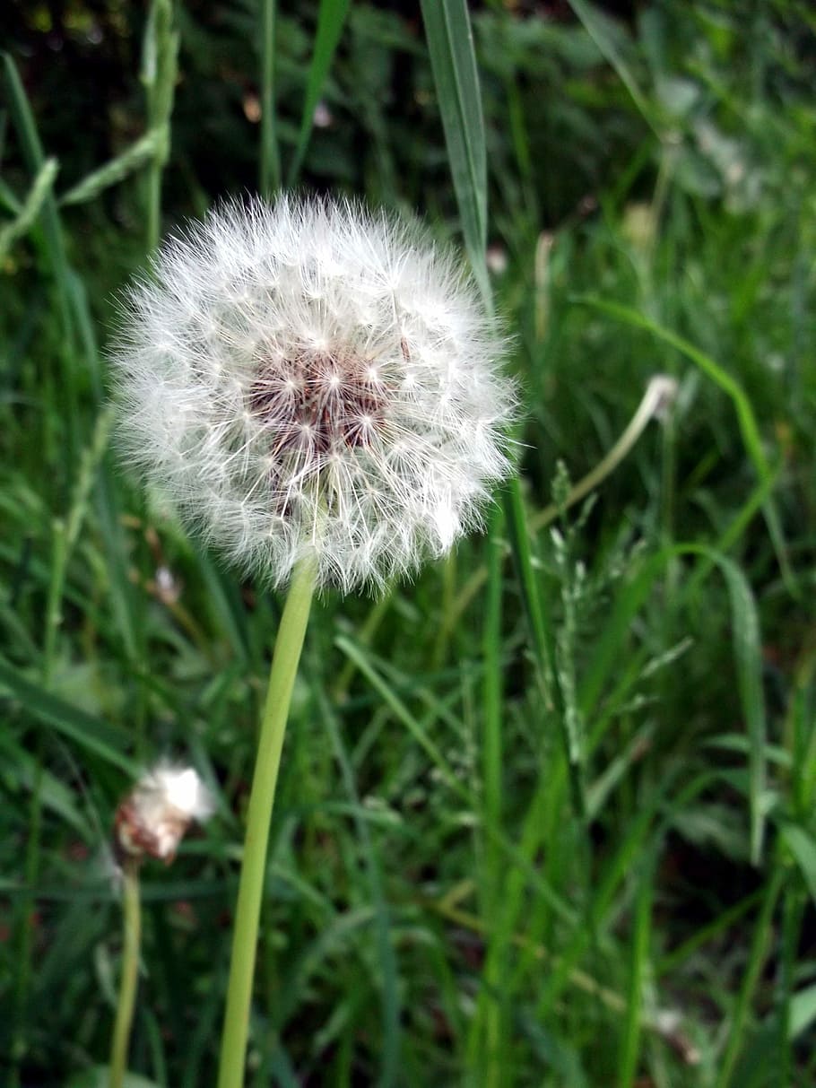Dandelion, Composites, flower, fragility, growth, nature, uncultivated HD wallpaper