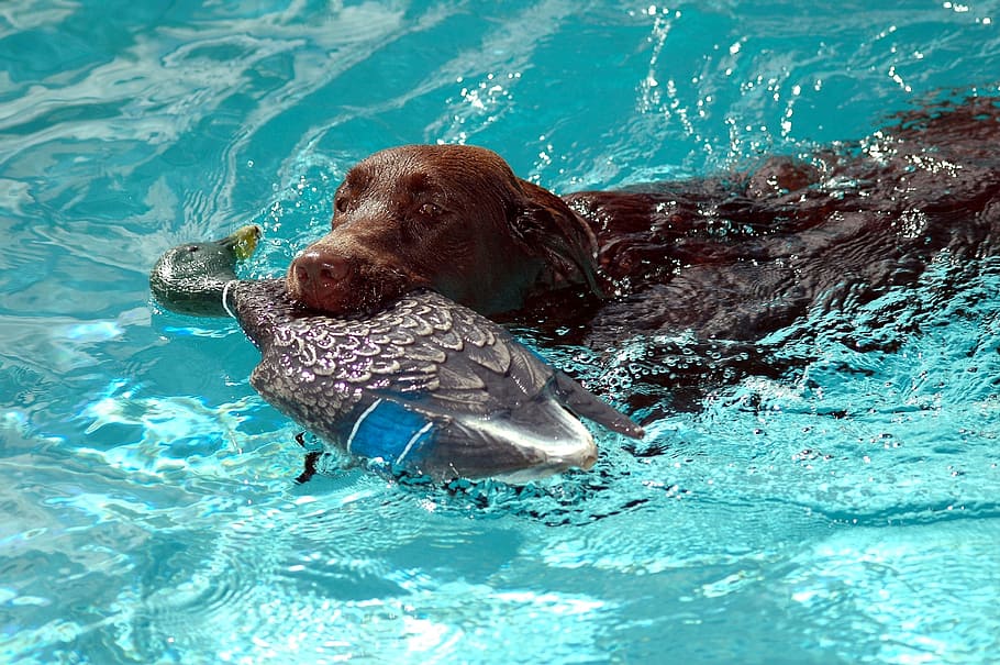 chocolate lab, brown, labrador, dog, retriever, pet, animal HD wallpaper