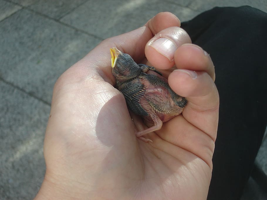 bird, hand, helpless, recovered, sun, nest, favor, human hand HD wallpaper
