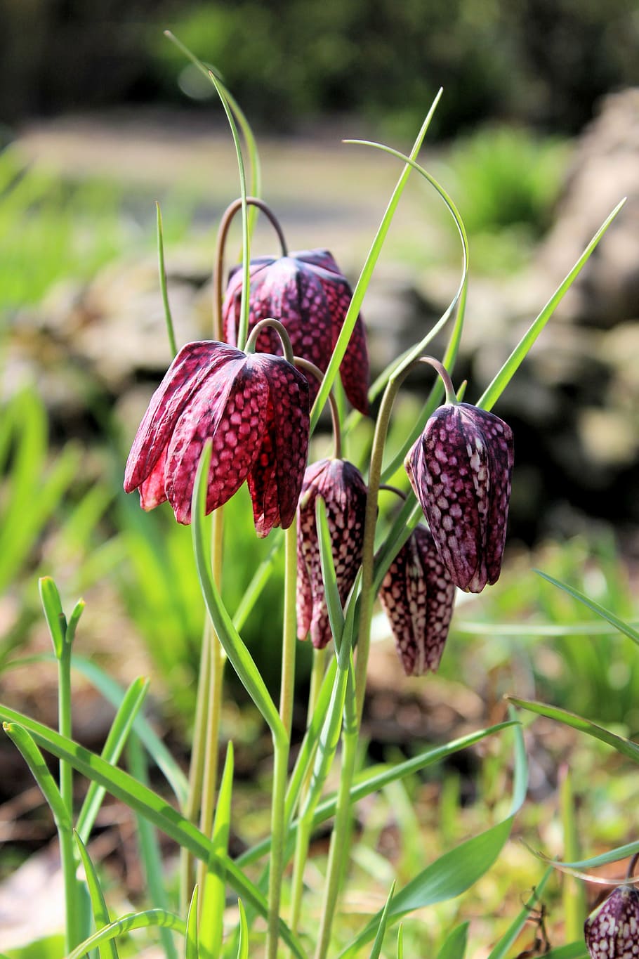 kievitsbloem, purple, checkered, snake head, chess flower, plant HD wallpaper