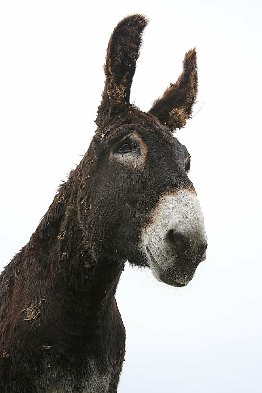 black and gray horse, donkey, shoe, mane, horse head, gallop HD wallpaper