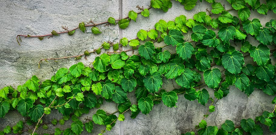 green leaf plants, ivy, vine, the leaves, hwalyeob, nature, damme, HD wallpaper