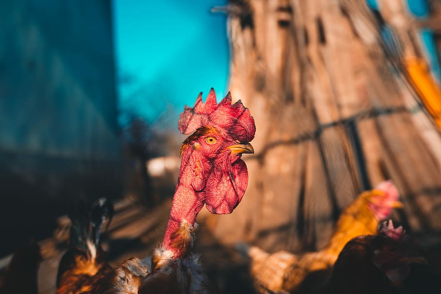 shallow focus photography of red and brown rooster, chicken HD wallpaper