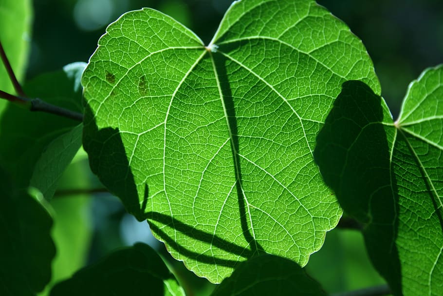 leaf, backlighting, summer, nature, closeups, plant part, green color HD wallpaper