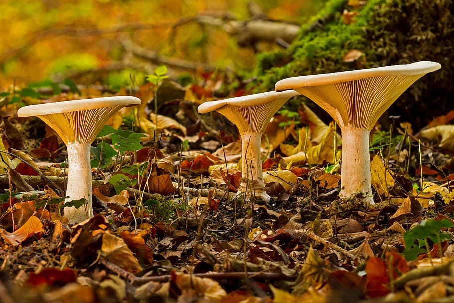 selective focus photography of three white mushrooms, mushroom group, HD wallpaper