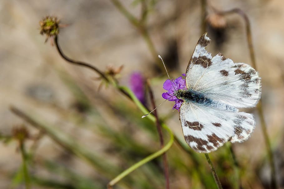 Butterfly, Close, White, Insect, Blossom, bloom, flower, one animal HD wallpaper