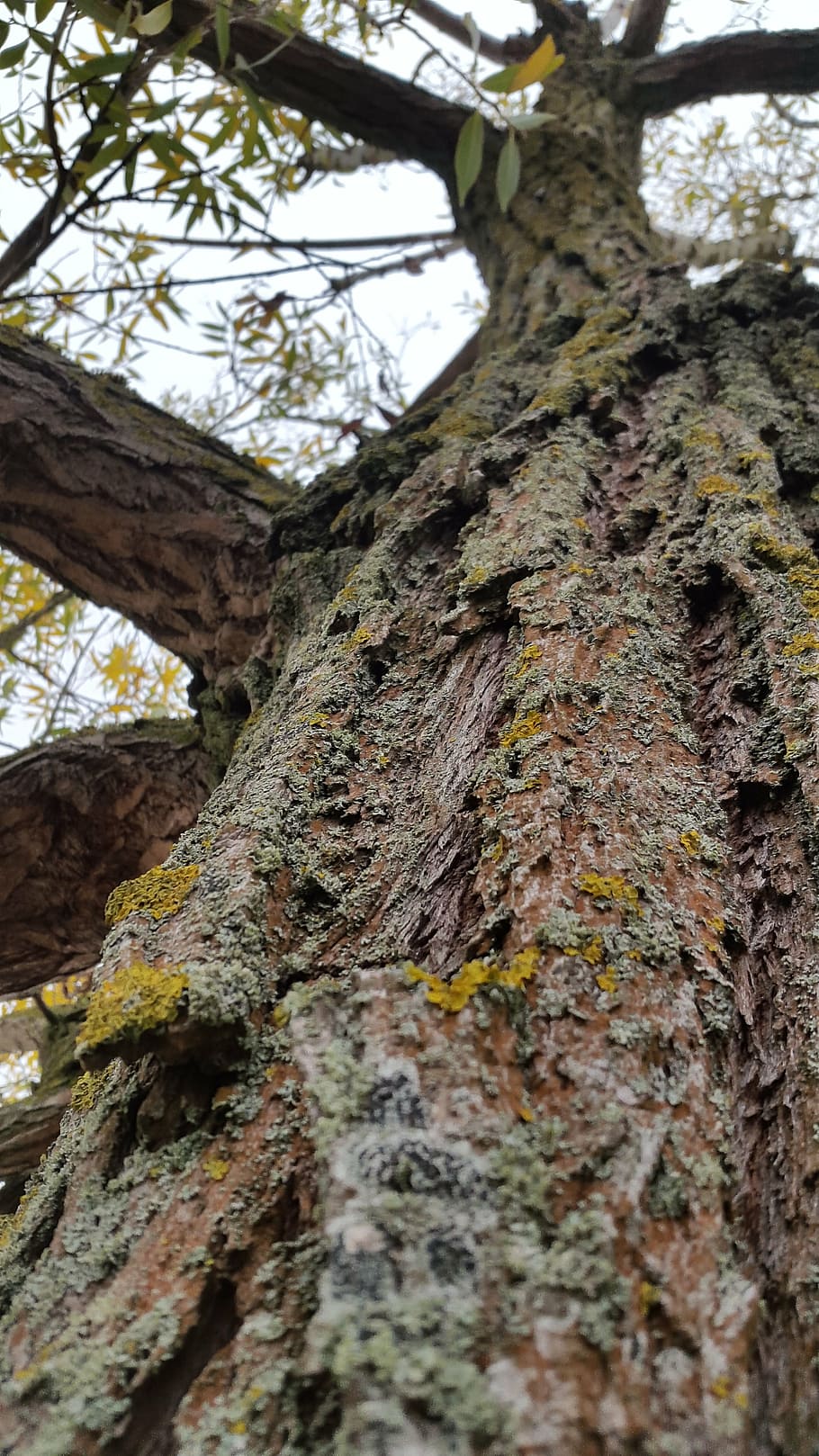 tree, moss, mushroom, nature, log, bark, fouling, green, forest HD wallpaper