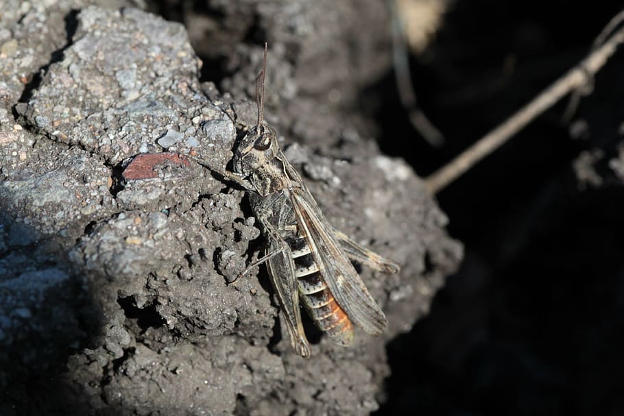 grille, insect, grasshopper, chirping, animal themes, selective focus HD wallpaper