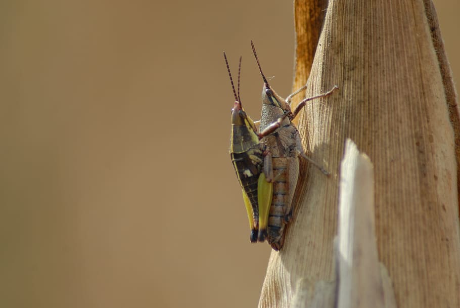 insects, chapulines, nature, animal themes, animal wildlife HD wallpaper