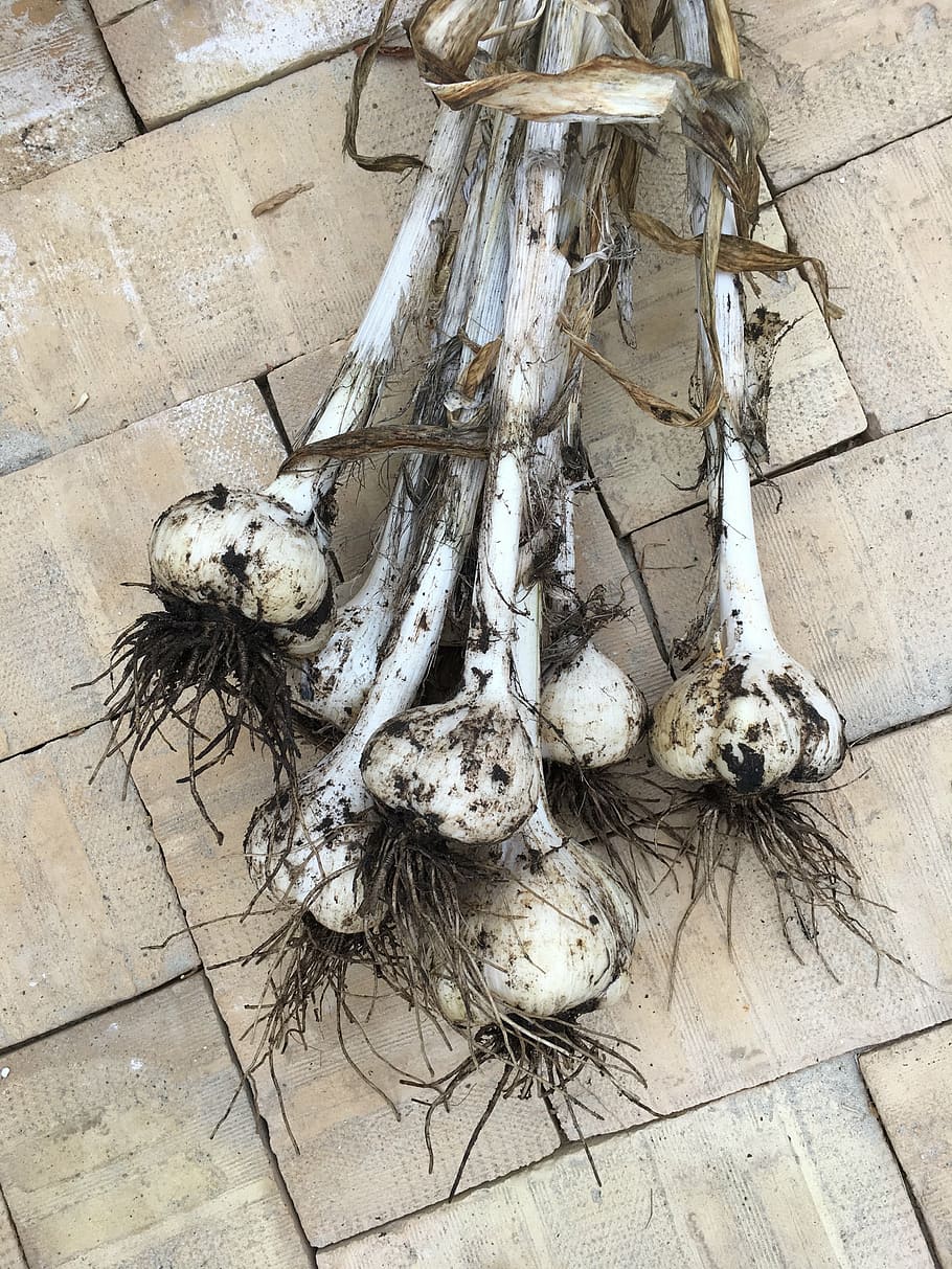 garlic, elephant garlic, harvesting of garlic, no people, high angle view, HD wallpaper