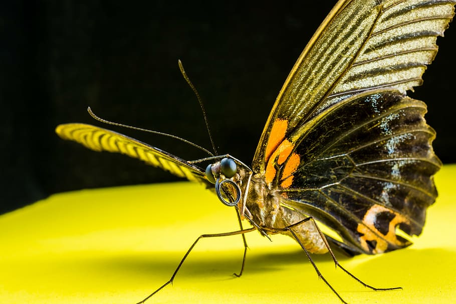 butterfly, insect, close, invertebrate, animal themes, one animal HD wallpaper