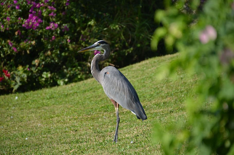 bird, nature, heron, animal wildlife, animal themes, vertebrate HD wallpaper