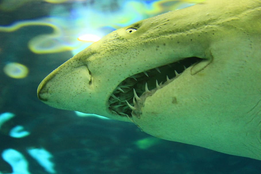 close-up photo of shark, White Shark, Sea, Ocean, Fish, carnivorous, HD wallpaper