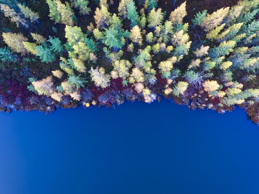 aerial view of pine tress, top view of pine trees, green, yellow HD wallpaper