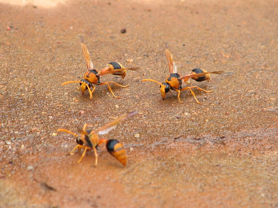 Hornets, Wasps, Insect, Wing, insects, wildlife, bug, small HD wallpaper