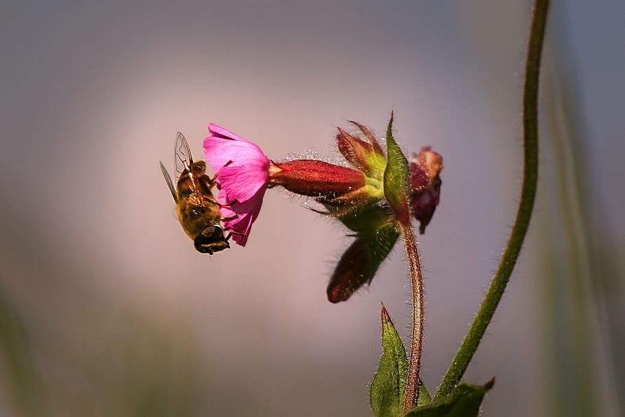 Bee, Close, Nature, Animals, Pollination, insect, flower, plant HD wallpaper
