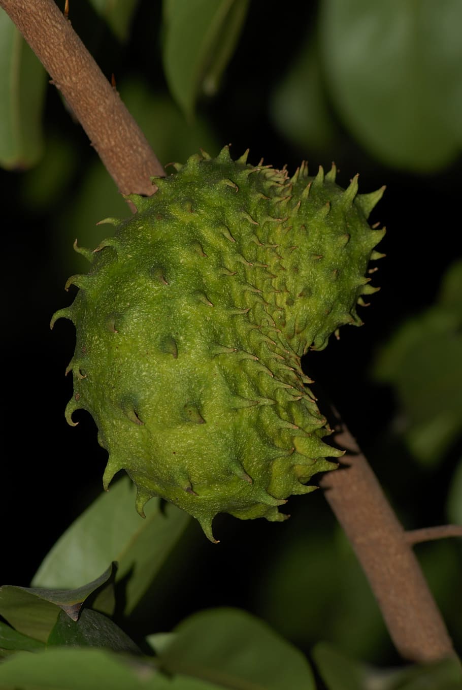 soursop, fruit, edible, green color, leaf, plant part, growth HD wallpaper