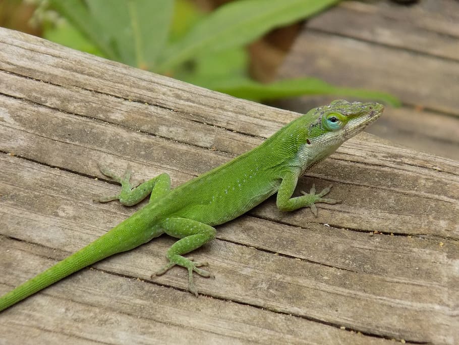 lizard, green, reptile, green color, animal themes, wood - material HD wallpaper