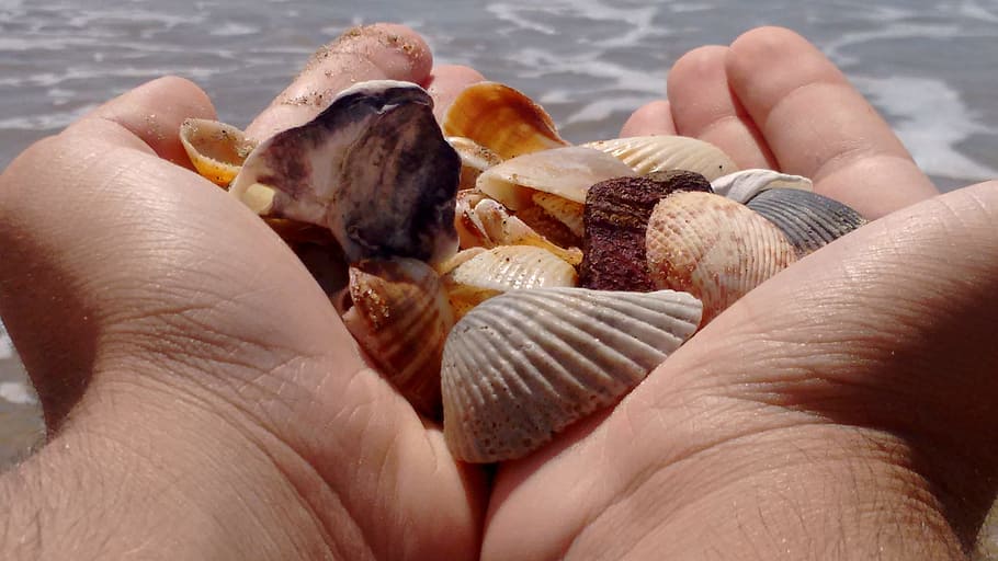 shells, hands, mar, human hand, human body part, one person HD wallpaper