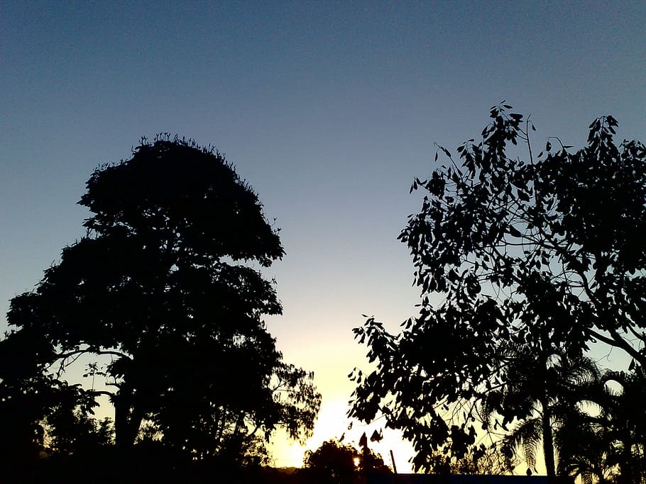 Twilight, Dusk, eventide, tree, silhouette, sky, no people HD wallpaper