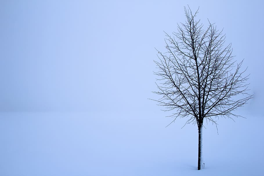 tree surrounded by snow, treet, snø, vinter, landskapet, hvit HD wallpaper