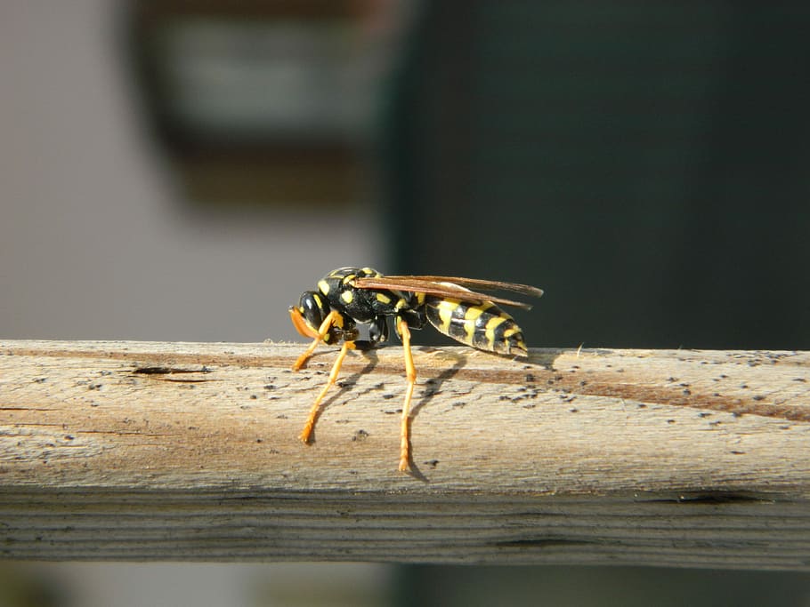 Bee, Macro, Insect, wäspe, one animal, animals in the wild HD wallpaper