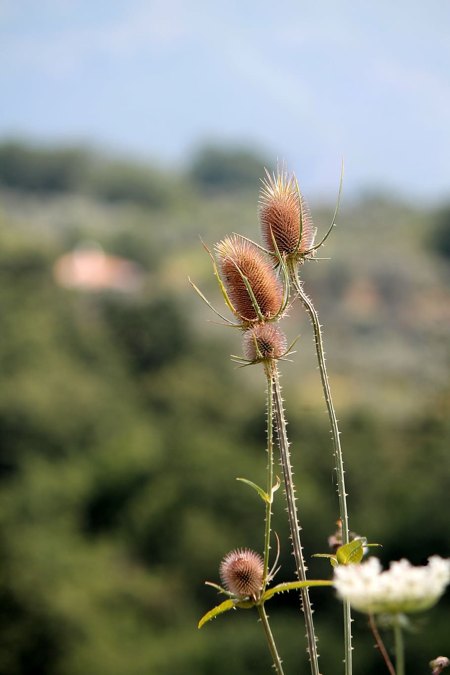thistle, flower, nature, green, plant, close-up, focus on foreground HD wallpaper