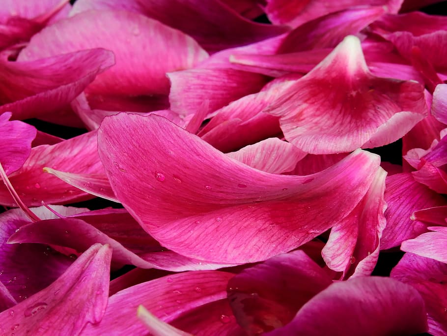 pink flower petals, leaves, plant, blossom, bloom, close, background HD wallpaper