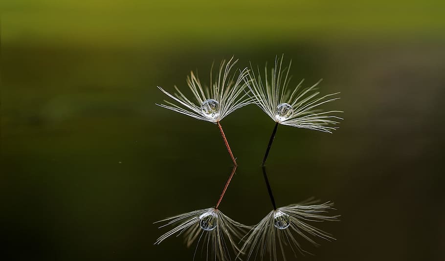 white dandelion reflection on water, macro, nature, beautiful HD wallpaper