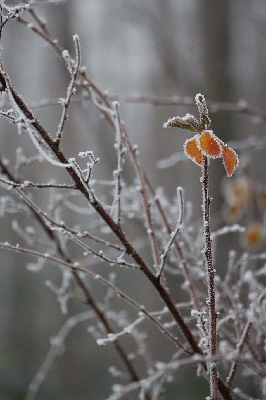 nature, plant, winter, focus on foreground, tree, flower, branch HD wallpaper