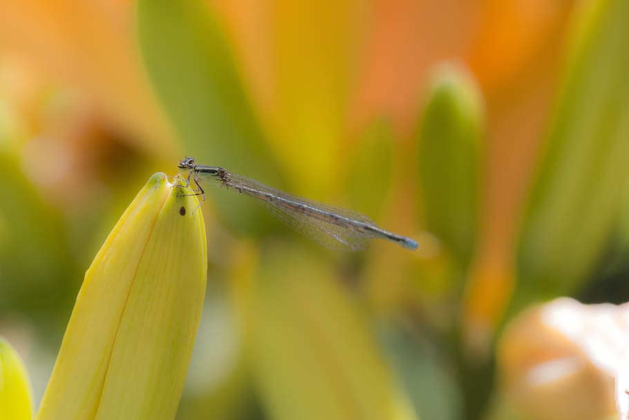 nature, dragonfly, macro, animal themes, animal wildlife, one animal HD wallpaper