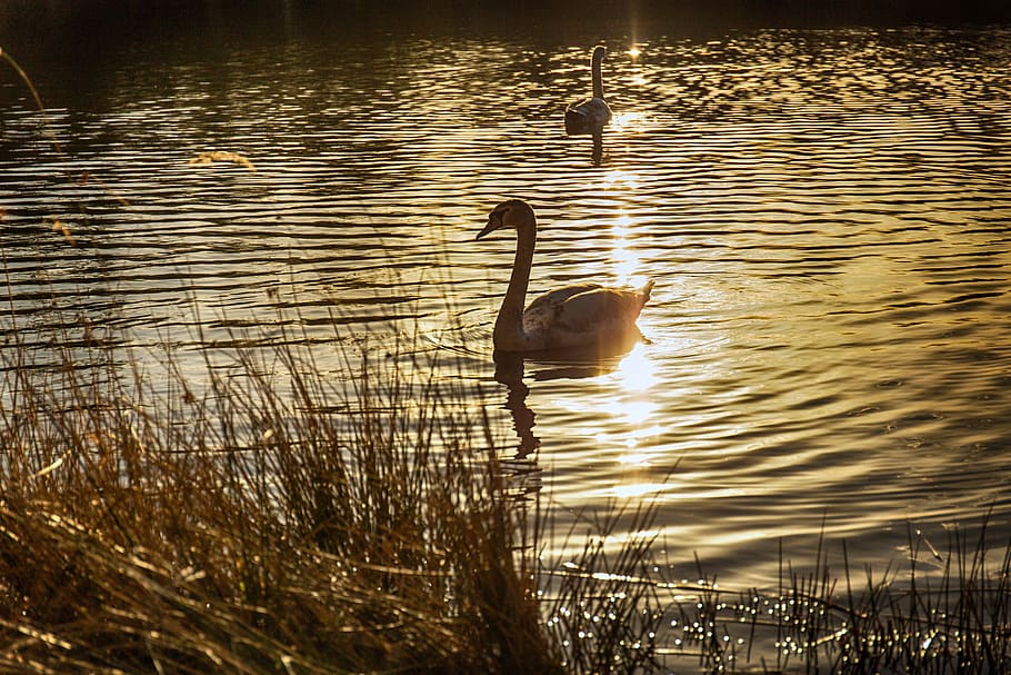 Swans, Sun, Water, Back Light, Mood, golden, animals in the wild HD wallpaper