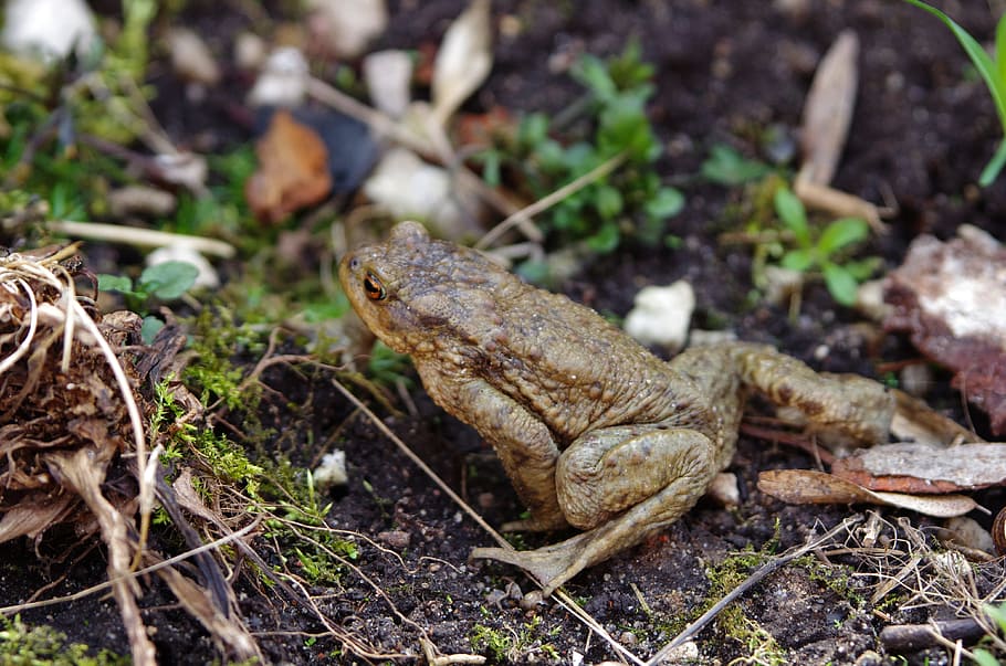 frog, toad, amphibian, animal, nature, animal themes, day, one animal HD wallpaper