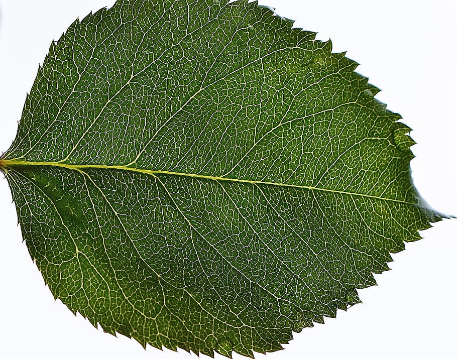 Leaf, Plant, Nature, Green, rose, background, green color, close-up HD wallpaper