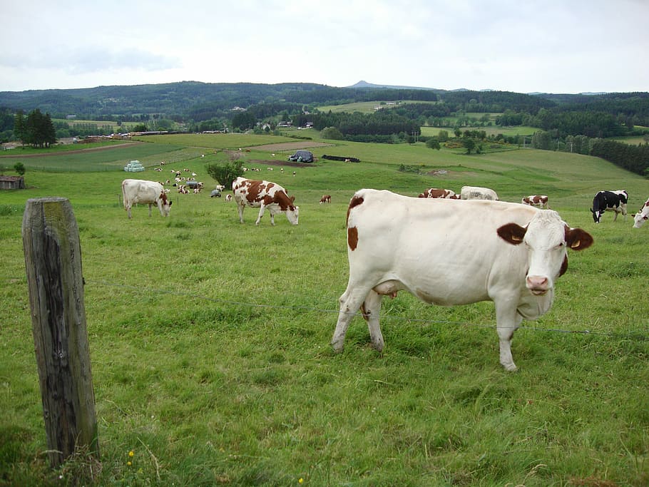 France, Cows, Cattle, Landscape, Farm, rural, field, grass HD wallpaper