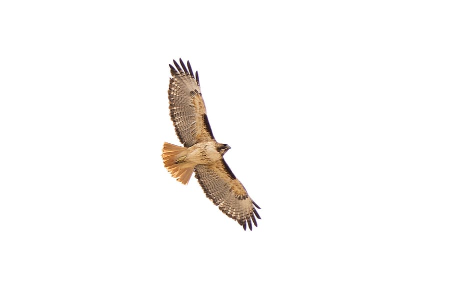 brown and brown flying bird, red-tailed hawk, predator, raptor HD wallpaper