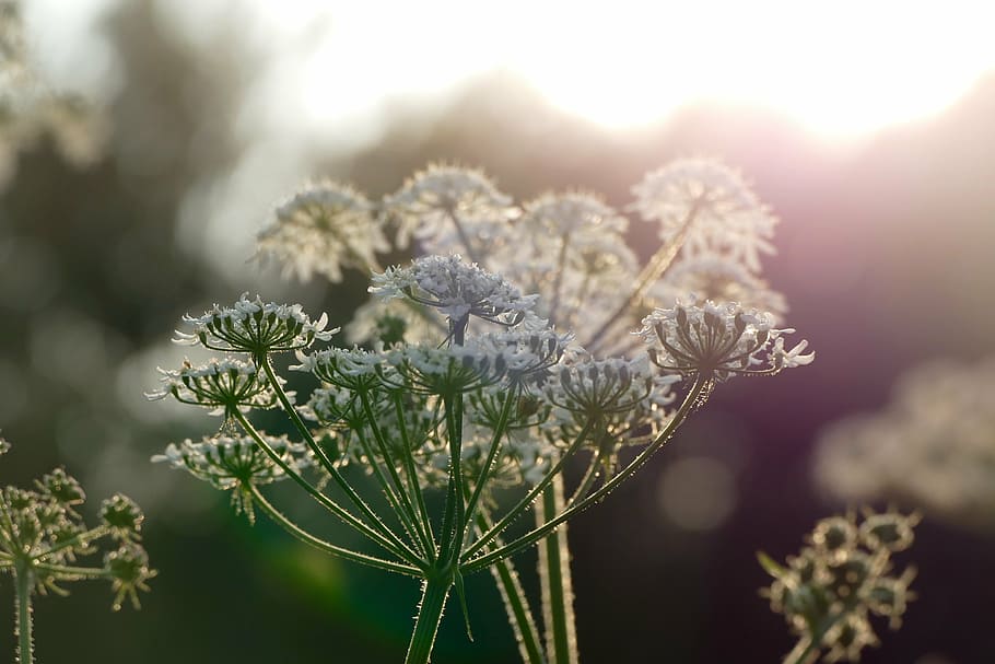 sunlight, flowers, nature, lighting, summer, white flowers HD wallpaper