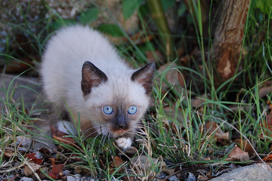 Siamese kitten on green grass, cat, animals, animal themes HD wallpaper