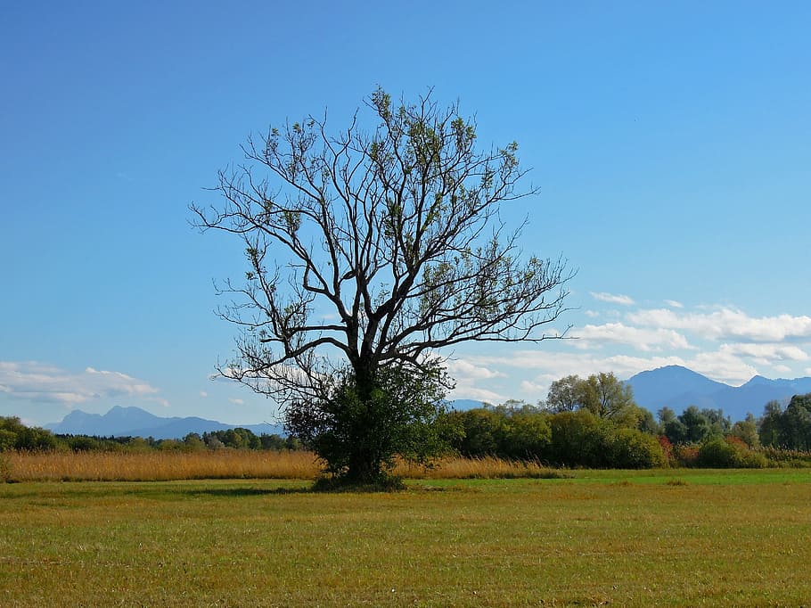 Landscape, Chiemsee, Upper Bavaria, Tree, mountains, meadow HD wallpaper