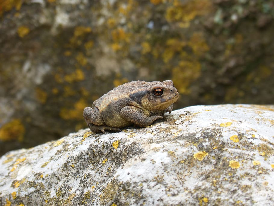 toad, sapito, batrachian, small, tiny, nature, animalia, wild life HD wallpaper