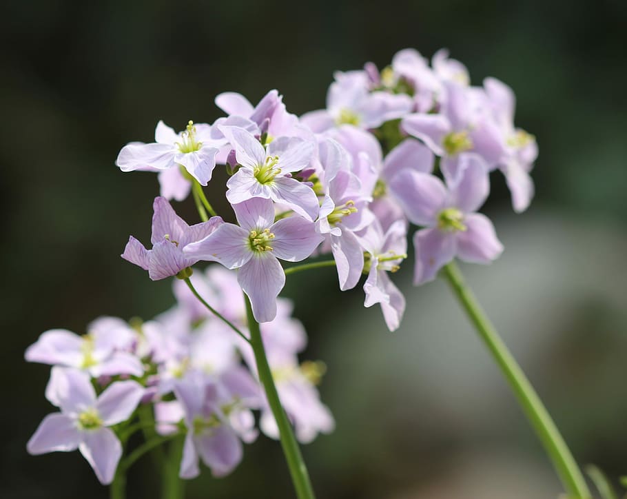Smock, Light, Purple, Macro, light purple, flower, focus on foreground HD wallpaper