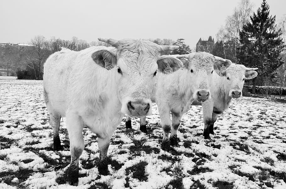 cow, snow, fields, cattle, animals, nature, winter, agriculture HD wallpaper