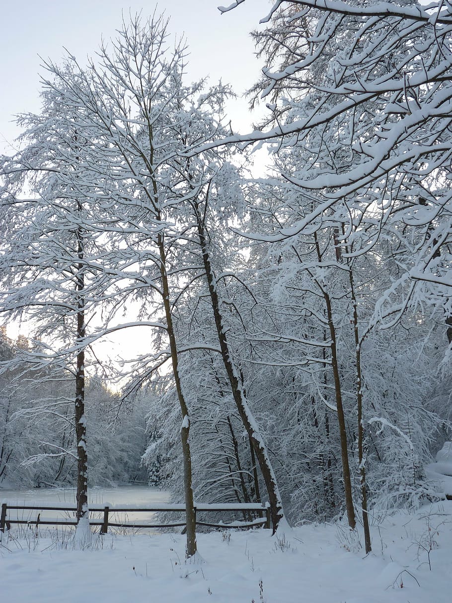 winter, trees, lake, cold temperature, snow, plant, beauty in nature HD wallpaper