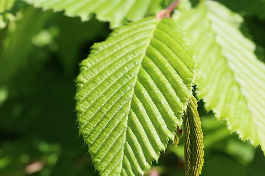 close up, leaf, green, leaves, green color, plant part, growth HD wallpaper