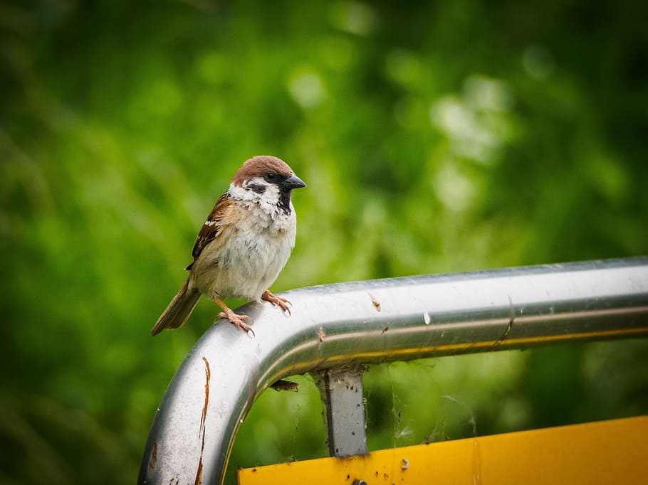sparrow, animal, new, animal themes, animal wildlife, vertebrate HD wallpaper