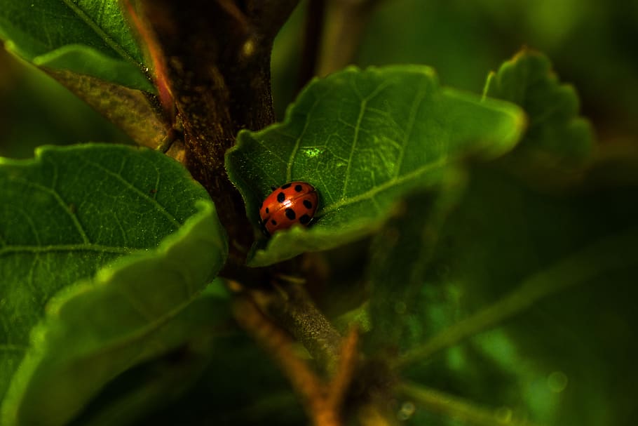 ladybug, insect, red, summer, nature, plant part, leaf, animal HD wallpaper