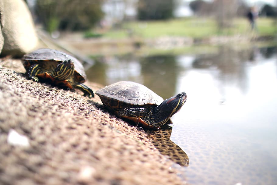 lake, animals, turtles, animal themes, animal wildlife, animals in the wild HD wallpaper