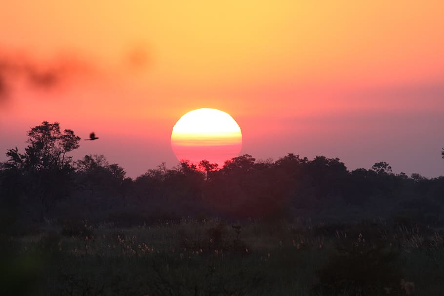 Sunset, Africa, Evening, Night, Bush, orange color, sunlight HD wallpaper