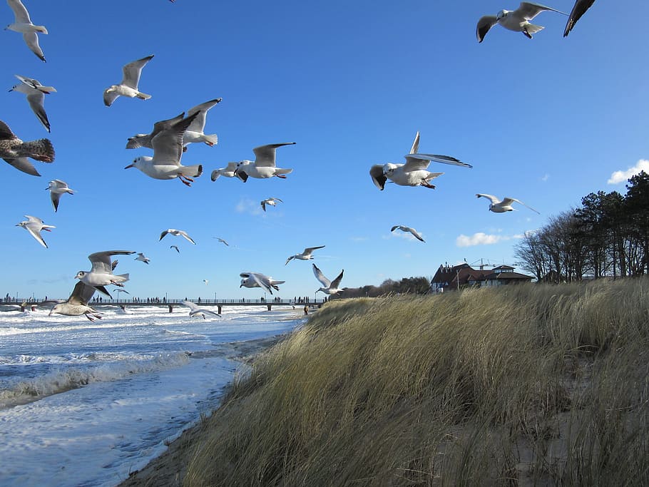 baltic sea, zingst, birds, flying, animal wildlife, animals in the wild, HD wallpaper