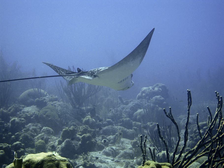gray stingray, underwater, marine, deep, aqua, aquatic, tropical HD wallpaper